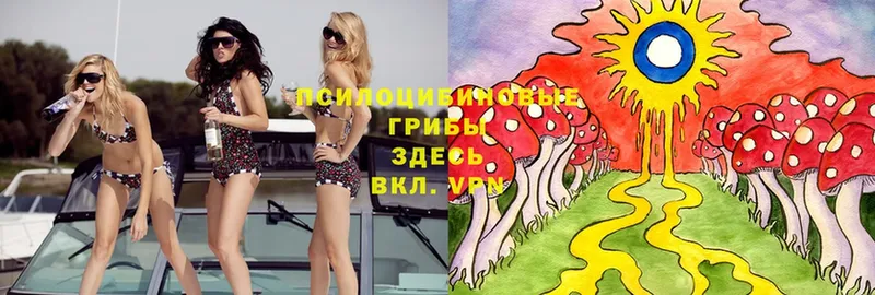 Галлюциногенные грибы Psilocybe  Камышин 